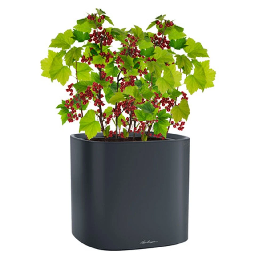 Blomsterkrukke Pila Planter 35x35 cm skifergrå plast - Lechuza - Image 4